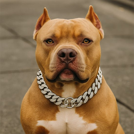 Collier pour chienDisponible en argenté, doré ou bicolore 