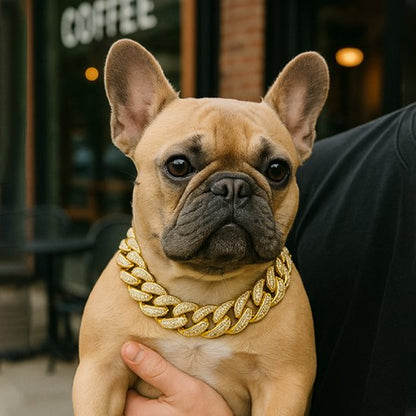 Collier pour chienTransforme l'apparence du chien en affirmant la personnalité