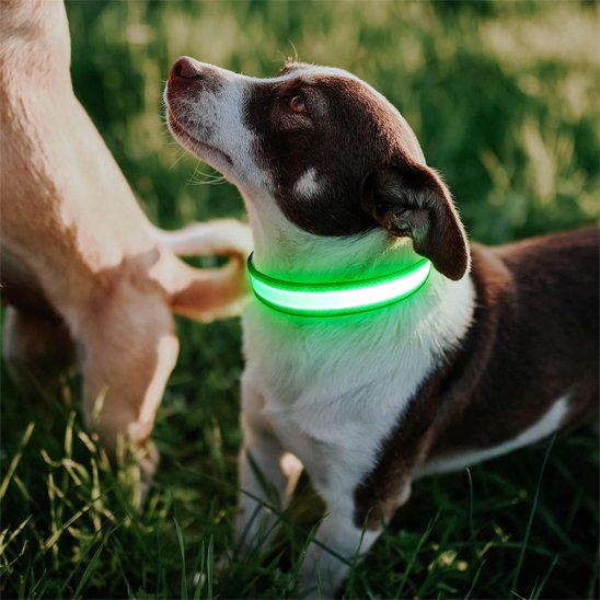 Colliers lumineux pour Chiens Assure la sécurité de votre animal lors des promenades en soirée grâce à un éclairage LED haute intensité