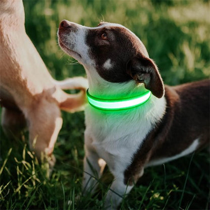 Colliers lumineux pour Chiens Assure la sécurité de votre animal lors des promenades en soirée grâce à un éclairage LED haute intensité