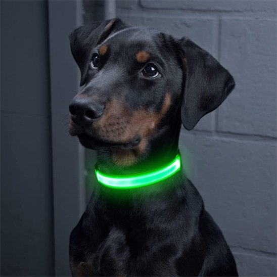 Colliers lumineux pour Chiens N'entrave pas les mouvements naturels de votre compagnon