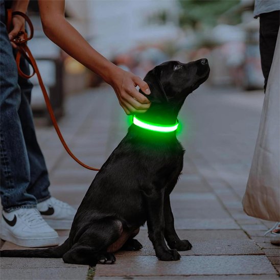 Colliers lumineux pour Chiens Permet aux automobilistes et cyclistes de repérer votre chien à distance