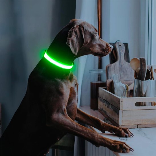 Colliers lumineux pour Chiens Permet d'alterner entre lumière fixe et clignotante selon vos besoins