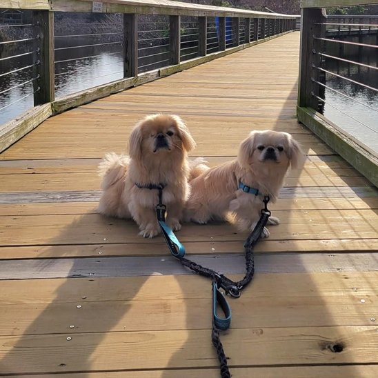 Double laisse pour chien Mousquetons pivotants robustes évitent l'enchevêtrement des laisses et assurent une liberté de mouvement pour chaque animal