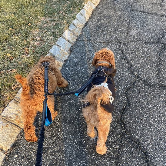 Double laisse pour chien Sangles réfléchissantes améliore la visibilité et la sécurité lors des sorties nocturnes