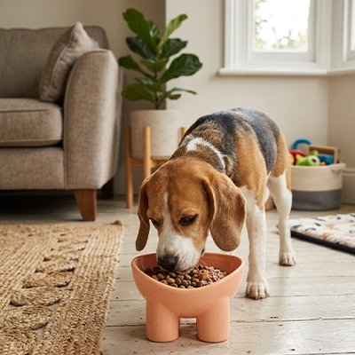 Gamelle Chien assure une stabilité optimale empêche le renversement accidentel pendant l'utilisation