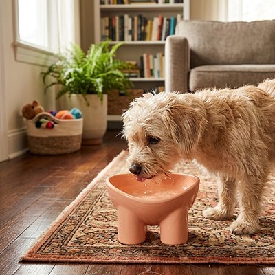 Gamelle Chien convient pour l'eau  les croquettes, adaptée aux chiens de différentes tailles