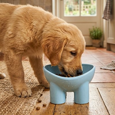 Gamelle Chien Design minimaliste et contemporain 