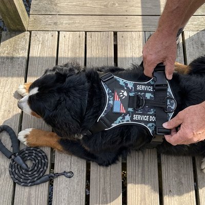 Harnais chien Contrôle renforcé Poignée dorsale rigide permettant guidance et maintien du chien