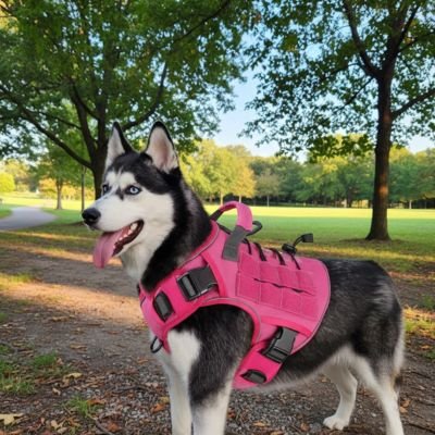 Harnais chien longue promenade sans douleur