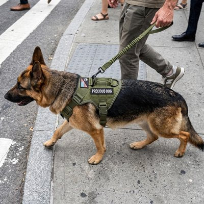 Harnais chien matériau robuste durable et fait de nylon résistant