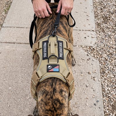 Harnais chien Style militaire professionnel adapté missions de travail service