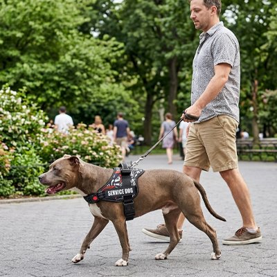 Harnais chien Zones rembourrées éviter frottements et assurer confort prolongé