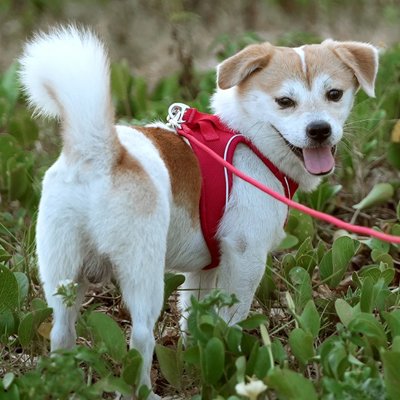 Harnais chiot Bleu, bordeaux, beige et rouge pour personnaliser selon les préférences