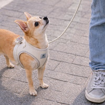 Harnais chiot S'adapte à la croissance et morphologie des petits chiens
