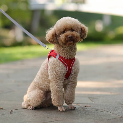 harnais et laisse réglables pour chien - WOOF TOUT