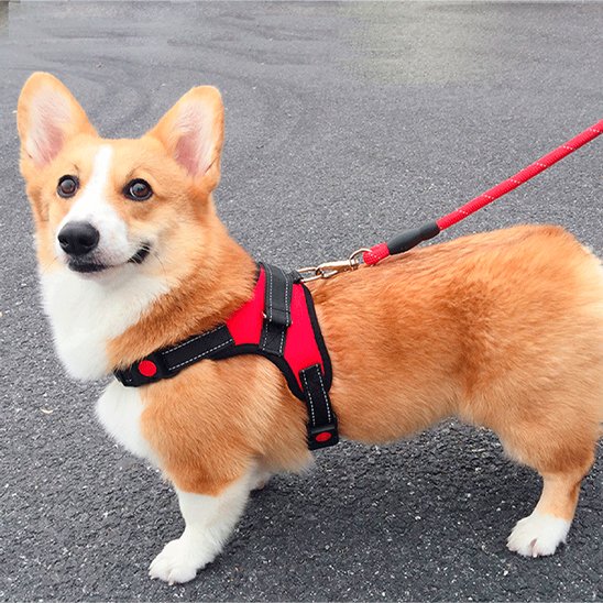 Harnais pour chien adapté aux promenades quotidiennes, entraînements et activités sportives