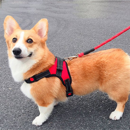 Harnais pour chien adapté aux promenades quotidiennes, entraînements et activités sportives