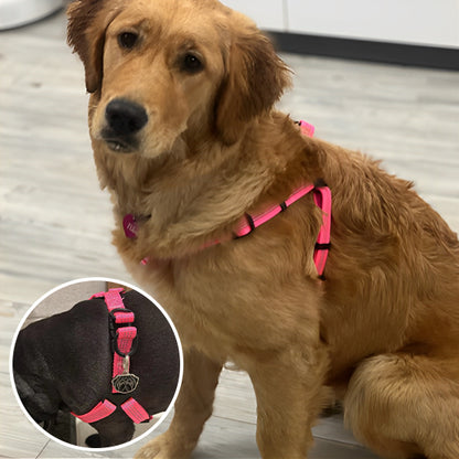 harnais pour chien anneau