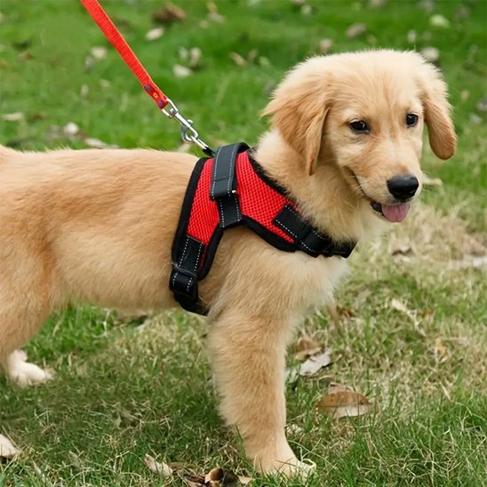 Harnais pour chien coloris contrastés facilitant le repérage de l'animal