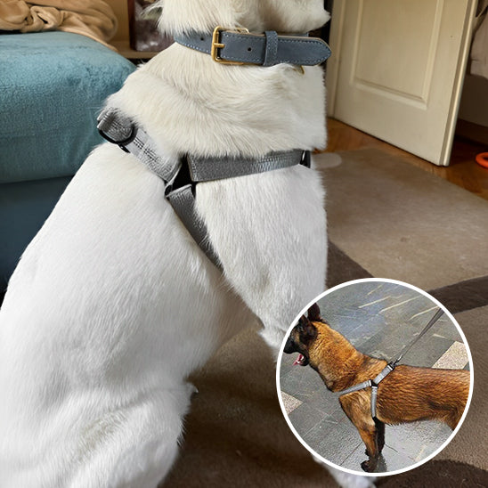harnais pour chien confortable