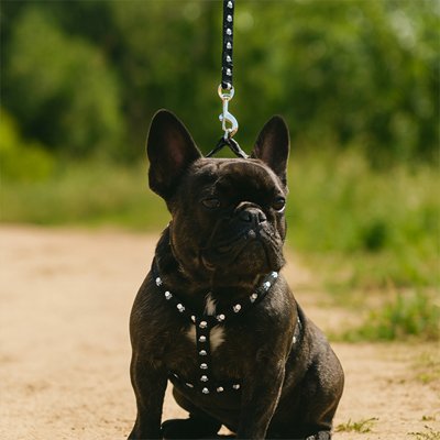 Harnais pour Chien Matériau résistant nylon haute qualité