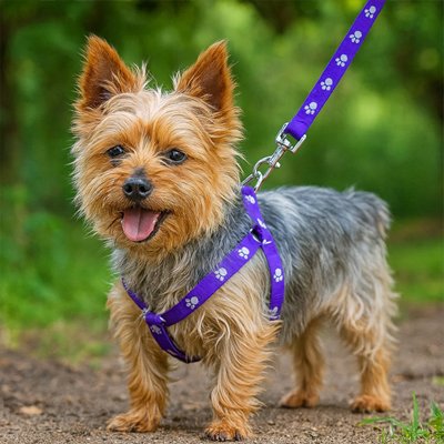 Harnais pour Chien promenade sans douleur