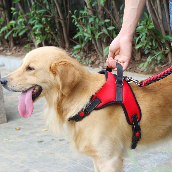 Harnais pour chien sangles réglables au niveau du poitrail et du ventre pour un ajustement personnalisé