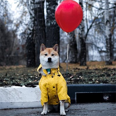Imperméable pour chien​ Léger et respirant: Confort optimal sans alourdir les mouvements de l'animal