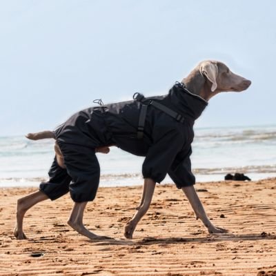Imperméable pour chien​ Système d'attache ajustable: Sangles et clips permettant un ajustement sécurisé et confortable 