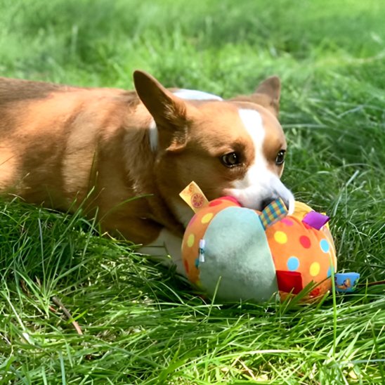 Jouet Chien stimule l animal 