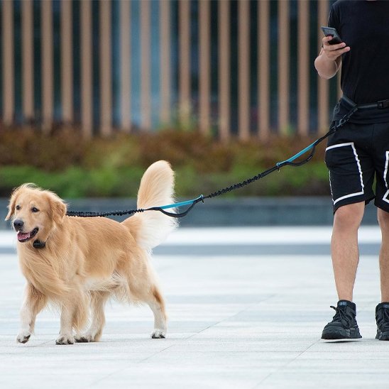 Laisse canicross convient pour la marche quotidienne, le jogging, la randonnée ou l'entraînement avec son chien