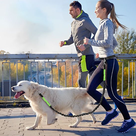 Laisse canicross Poignée de contrôle intégrée: offre une prise rapide en cas de besoin pour maîtriser le chien