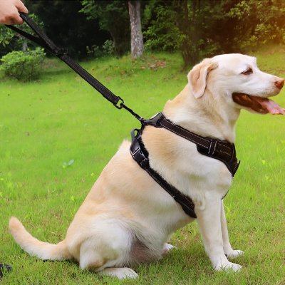 Laisse chien assure une prise en main confortable et évite les irritations