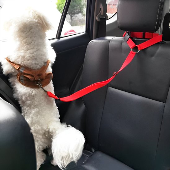 Laisse chien Conception réglable ajusté facilement