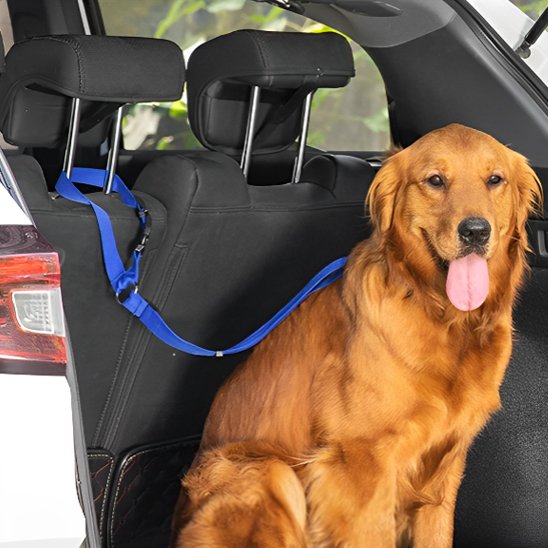 Laisse chien confort optimal s`adapte a tout les chiens