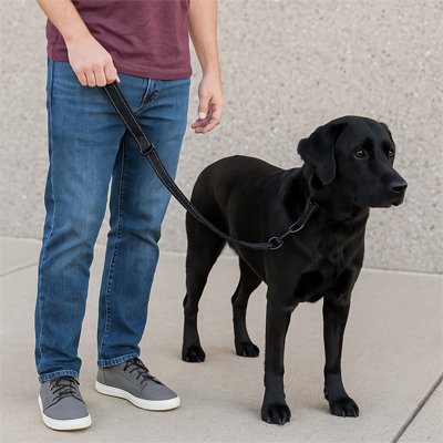 Laisse chien offre attache sécurisée et rotation à 360 degrés