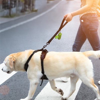 Laisse chien permet d'adapter la distance entre le maître et l'animal