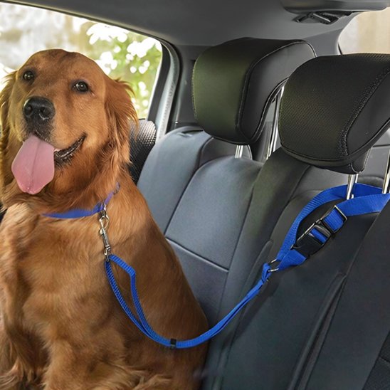 Laisse chien robuste durable