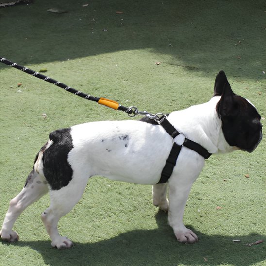 Laisse chien robuste