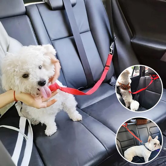 Laisse chien sécurité durable