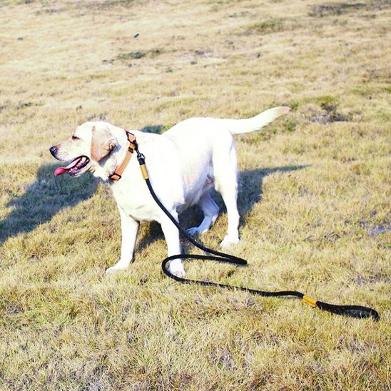 Laisse chien longue