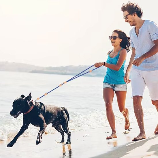Laisse double pour chien offre une prise confortable pour les longues promenades