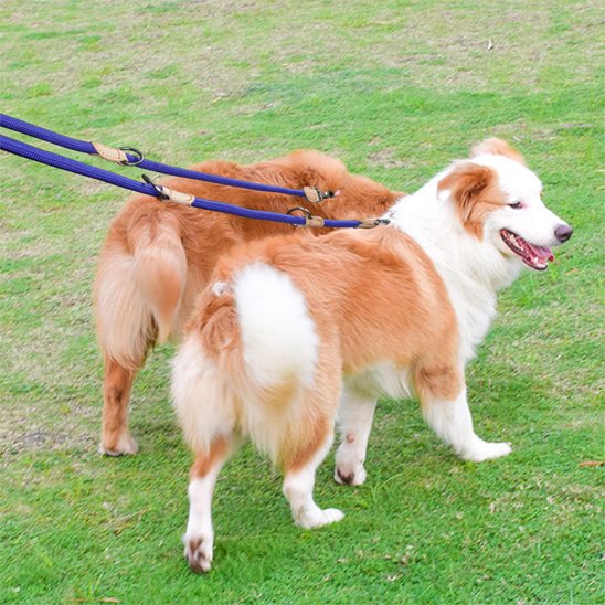 Laisse double pour chien permet de promener deux chiens simultanément avec une seule poignée