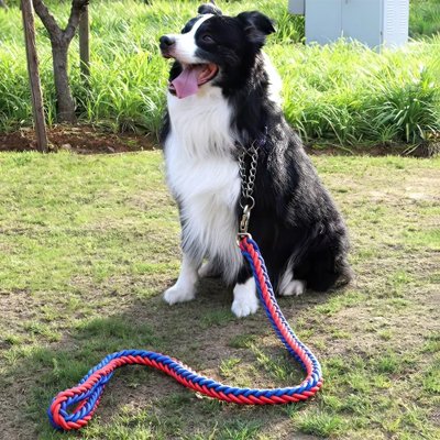 Laisse pour Chien Choix esthétique avec versions bicolore rouge-bleu ou noire