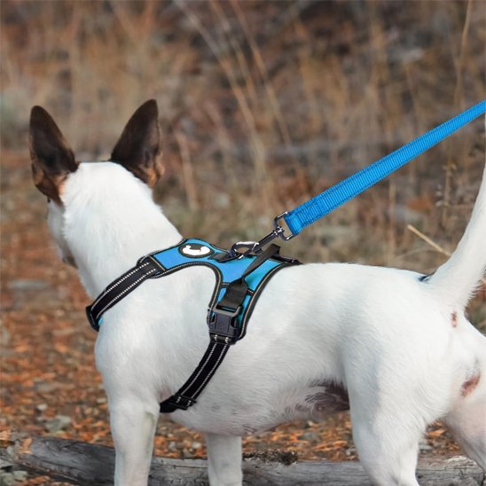 Laisse pour chien Disponible en plusieurs couleurs préférences de chaque propriétaire