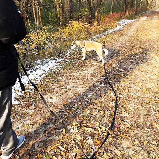 Laisse pour chien Longueur ajustable permet d'adapter la distance selon l'environnement