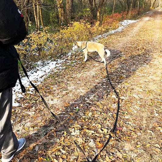 Laisse pour chien Longueur ajustable permet d'adapter la distance selon l'environnement
