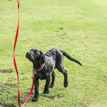 Laisse pour chien maintient la maîtrise du chien offrant une liberté de mouvement
