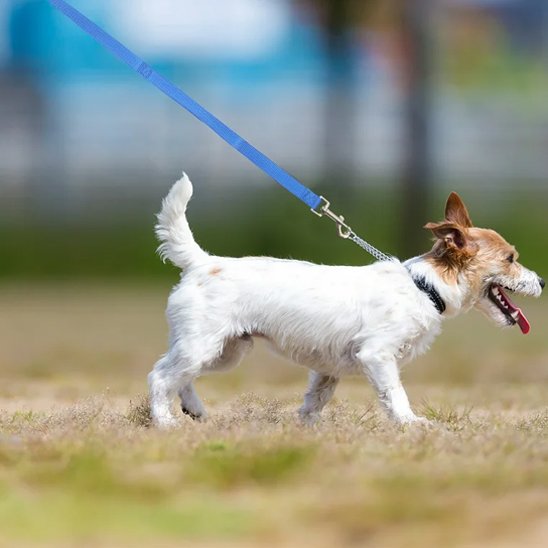 Laisse pour chien Matériau durable conçu pour résister